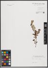 Foto von Salix aurita L. x Salix repens L.
